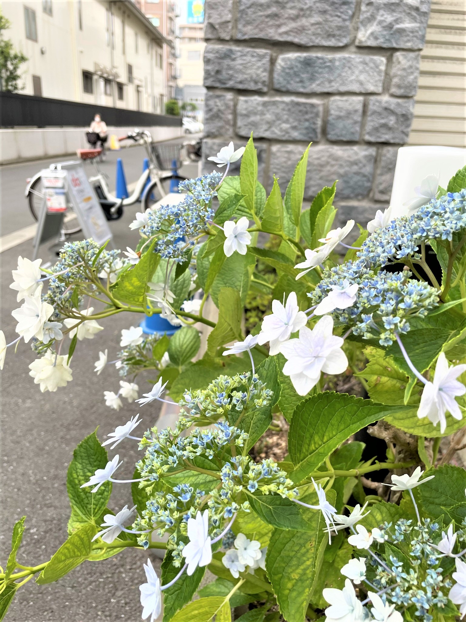 記事のタイトル